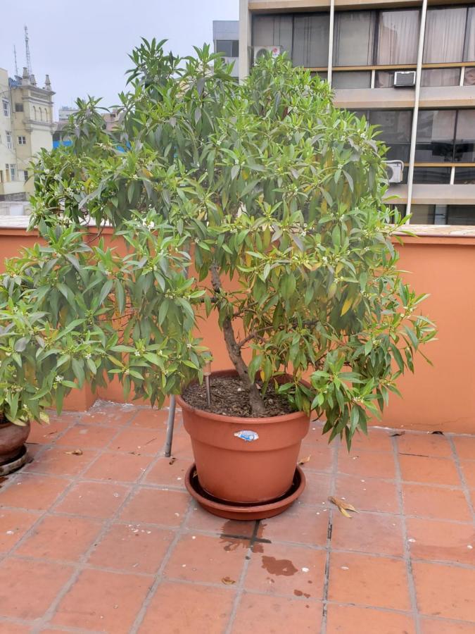 Residencial Waldorf Bed & Breakfast Лима Екстериор снимка